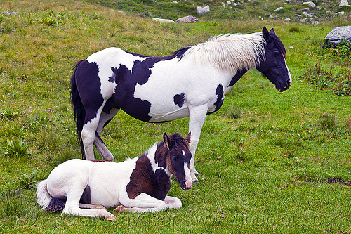 wild pinto horses (italy), baby animal, baby horse, feral horses, foal, grass field, grassland, laying down, pinto coat, pinto horse, white and black coat, wild horses