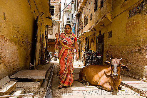 woman and street cow - jaipur (india), indian woman, jaipur, saree, sari, street cow