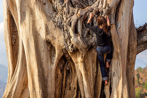 woman climbing big dead tree, anne-laure, climbing, dead tree, nuwakot, tree trunk, woman