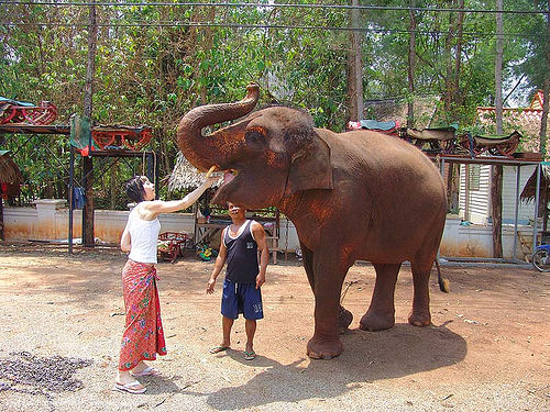 ช้าง - woman feeding an elephant - thailand, asian elephant, eating, feeding, mahout, man, trunk, woman, ช้าง
