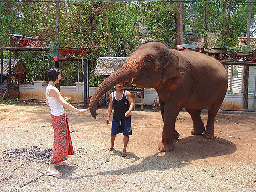 ช้าง - woman feeding elephant (thailand), asian elephant, mahout, man, trunk, woman, ช้าง