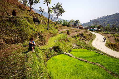 woman sitting in paddy fields - road (nepal), agriculture, anne-laure, cows, motorcycle, rice fields, rice paddies, road, terrace farming, terraced fields, woman