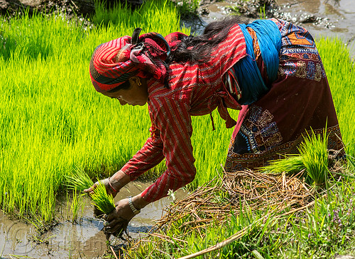 woman transplanting rice (nepal), agriculture, farming, rice fields, rice nursery, rice paddies, rice paddy fields, transplanting rice, woman, working