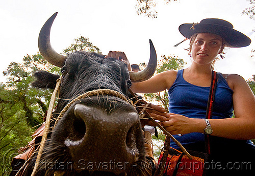 woman with bull - mercedes margan, argentina, bull, cow nose, cow snout, hat, head, mercedes, noroeste argentino, salta, san lorenzo