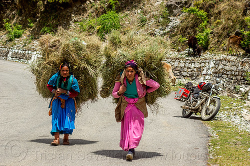women carrying big bundles of hay on their back (india), alaknanda valley, bundle, carrying, hay, indian woman, indian women, motorcycle touring, mountains, road, royal enfield bullet