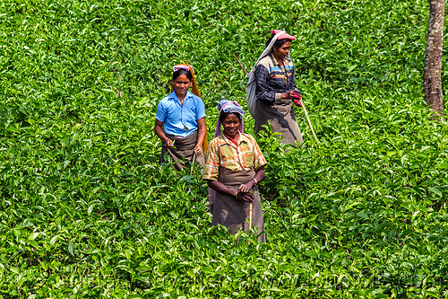 women harvesting tea leaves (india), agriculture, farming, indian women, tea harvesting, tea leaves, tea plantation, tea plucking, west bengal, working