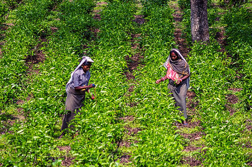 women plucking tea leaves in tea plantation (india), agriculture, farming, indian women, tea harvesting, tea leaves, tea plantation, tea plucking, west bengal, working