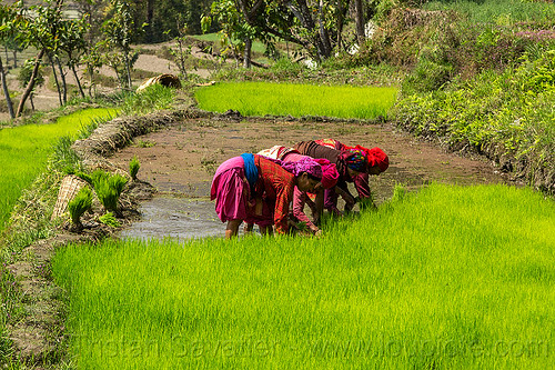 women transplanting rice in paddy field (nepal), agriculture, rice fields, rice nursery, rice paddies, terrace farming, terraced fields, transplanting rice, women, working