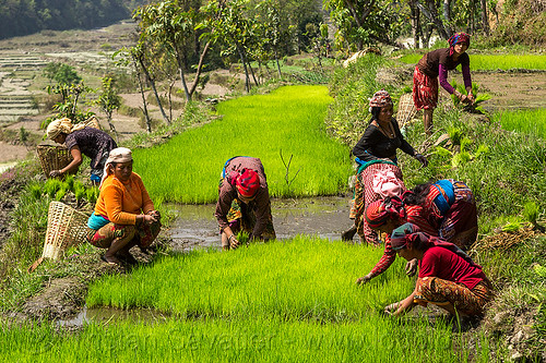 women transplanting rice (nepal), agriculture, rice fields, rice nursery, rice paddies, rice paddy fields, terrace farming, terraced fields, transplanting rice, women, working
