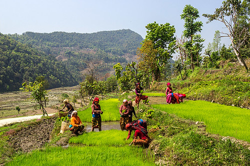women working in rice field - transplanting rice (nepal), agriculture, rice fields, rice nursery, rice paddies, terrace farming, terraced fields, transplanting rice, women, working