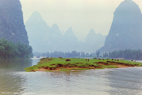 yangtze river near guilin (china) - 桂林附近的长江（中国）, china, cows, guilin, island, landscape, yangtze river, 桂林市区, 长江