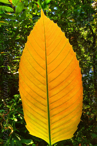 yellow leaf with veins, backlight, borneo, gunung mulu national park, jungle, leaf veins, malaysia, plants, rain forest, yellow