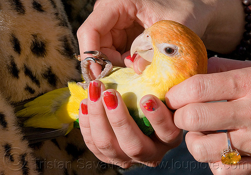 yellow parrot pet bird, bird, fingers, haight st, haight street fair, hands, parrot, yellow