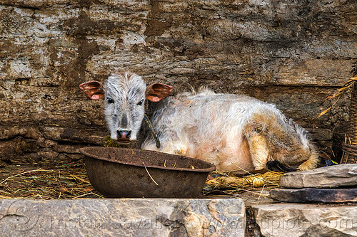 young calf laying down (india), baby animal, baby cow, calf, hay, janki chatti, laying down, manger