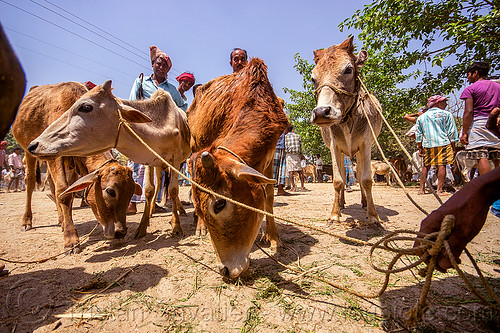 young cows on leash at cattle market (india), cattle market, cows, eating, farmer, hand, hay, leash, ropes, west bengal