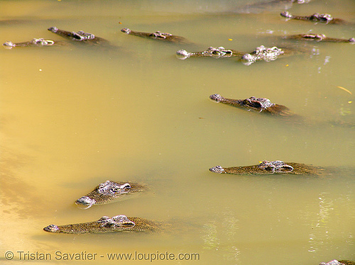 young crocodiles swimming - crocodile farm - vietnam, crocodile farm, pond, swimming, vietnam crocodiles, wildlife