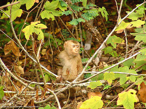 young monkey - thailand, forest, monkey, wildlife
