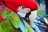 Scarlet Macaw Parrots