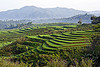 Terrace Farming & Rice Paddy Fields