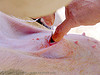 Veterinarian Spaying (Neutering) a Pig
