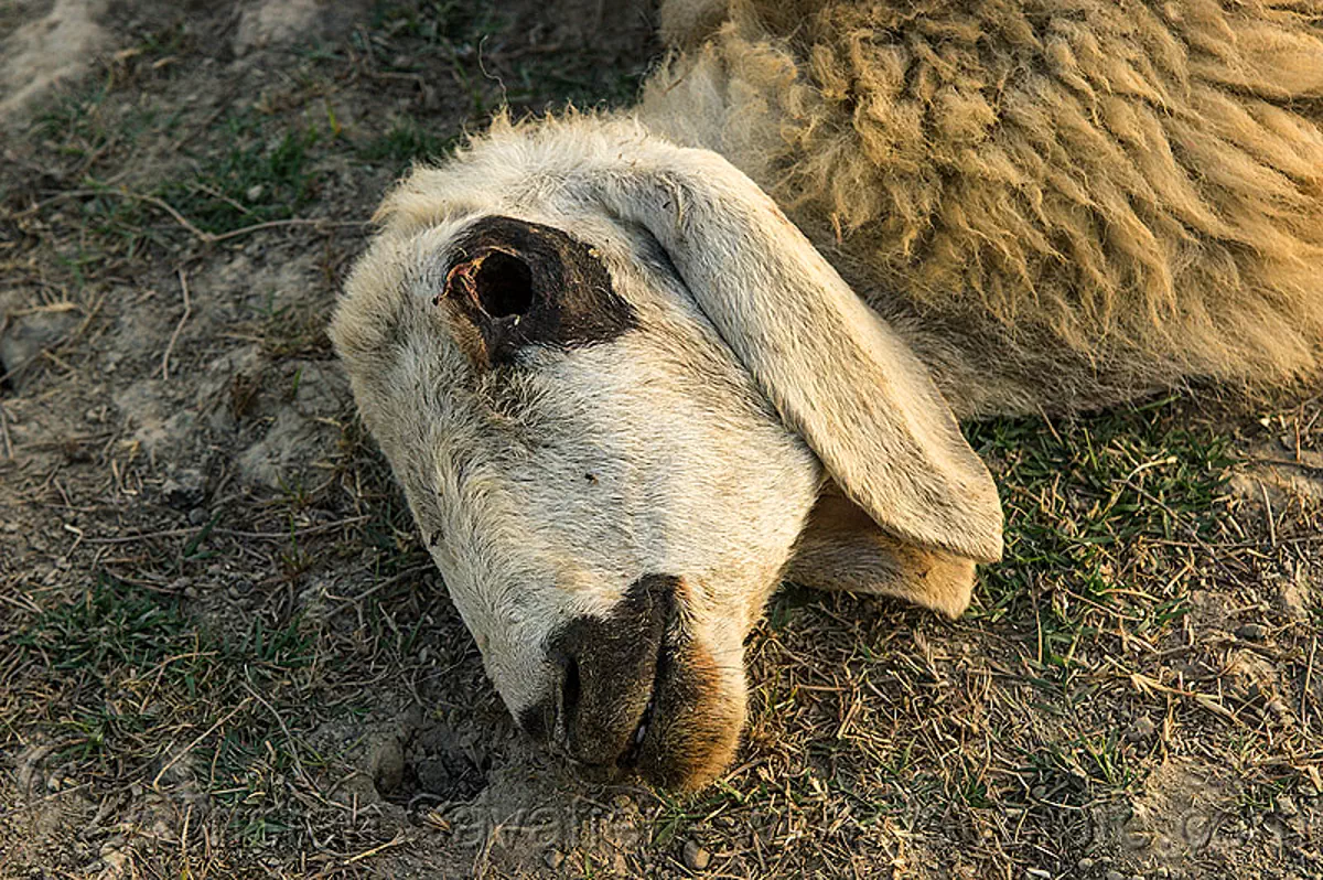 dead sheep head