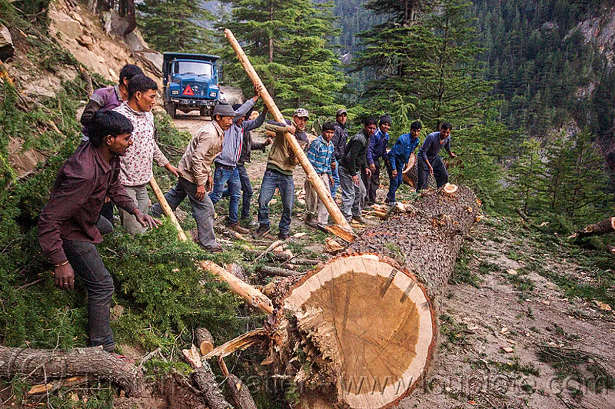 lumberjacks using lever to roll tree log, india