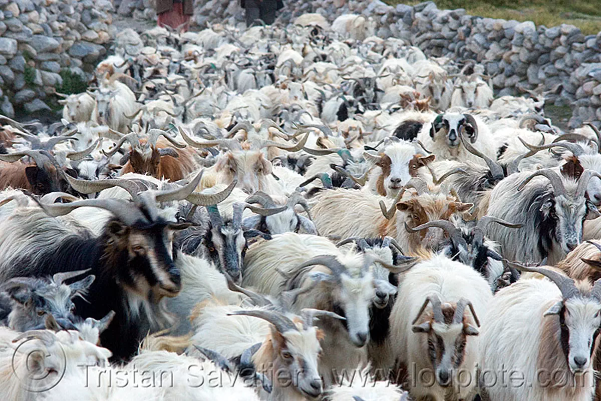 herd of himalayan long haired goats