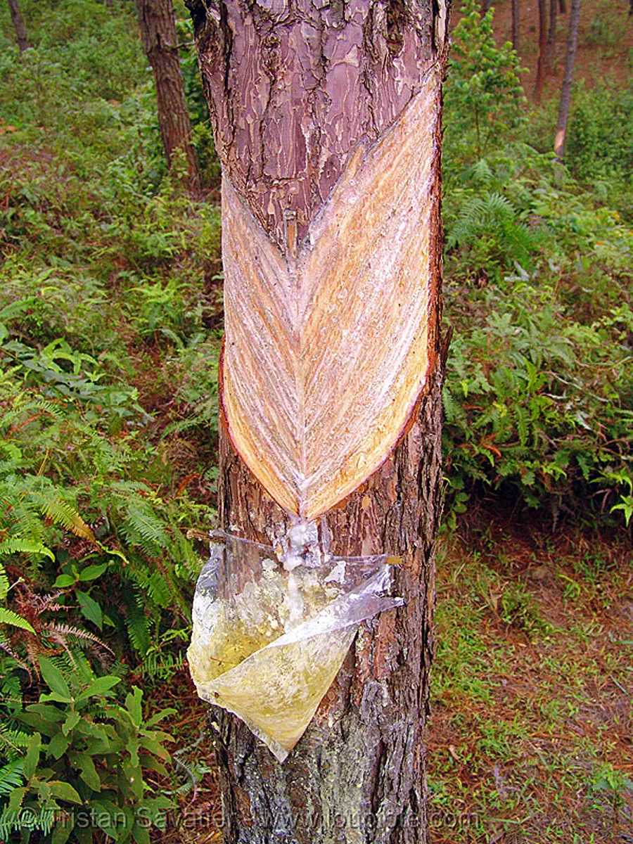 tapping tree sap, pine tree