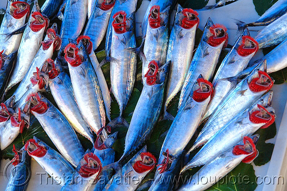 atlantic bonito - fish market, atlantic bonito, branchial arches, fish market, fishes, gills, istanbul, sarda sarda