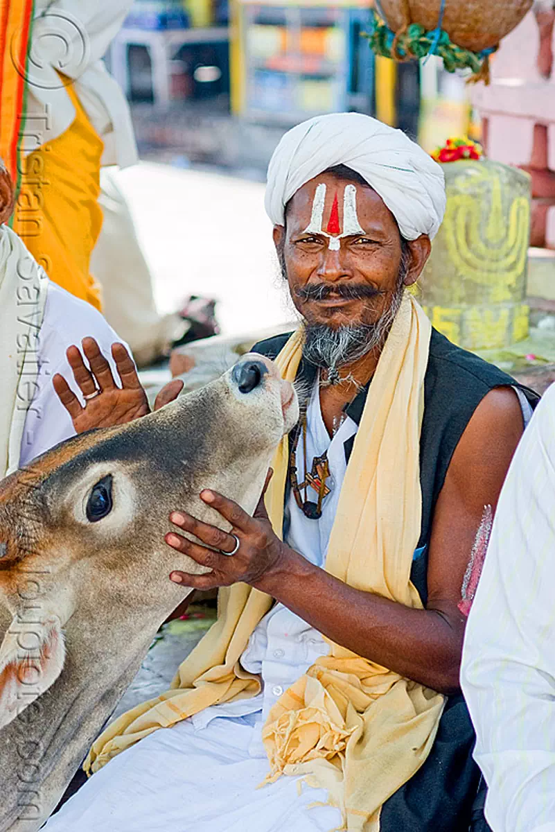 baba (hindu holy man) with cow - orchha (india), baba, beard, cow, hindu holy man, hinduism, india, orchha, ramanandi tilak