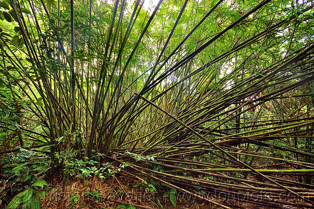 bamboo forest, gunung mulu national park, borneo