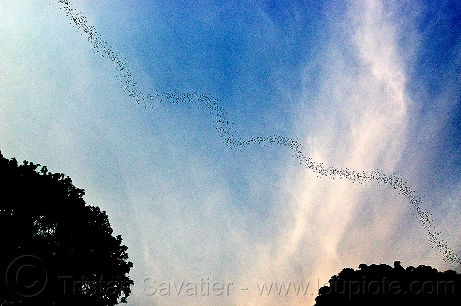 bat colony flying out of deer cave, bat colony, borneo, caving, chaerephon plicata, clouds, deer cave, flock, flying, gunung mulu national park, malaysia, natural cave, spelunking, swarm behavior, trees, wildlife, wrinkle lipped bats