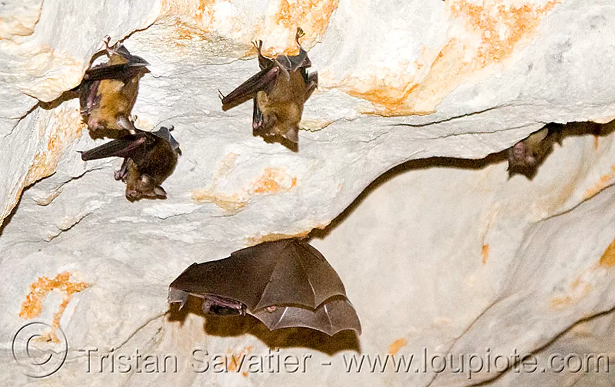 bats in cave