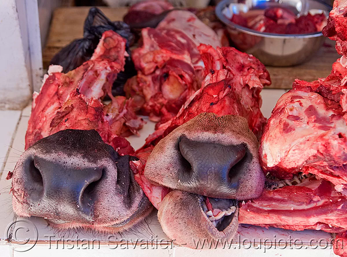 beef nose in meat shop, beef nose, bolivia, meat market, meat shop, noses, potosí, raw meat, snouts