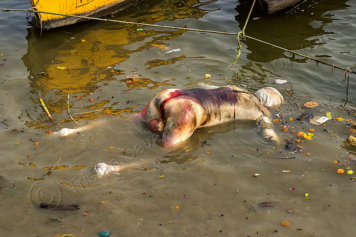 bloated decomposed cadaver floating on the ganges river (india), bloated, blood, cadaver, corpse, dead, death, decomposed body, decomposing, floating, ganga, ganges river, hindu, hinduism, human remains, man, putrefied, varanasi