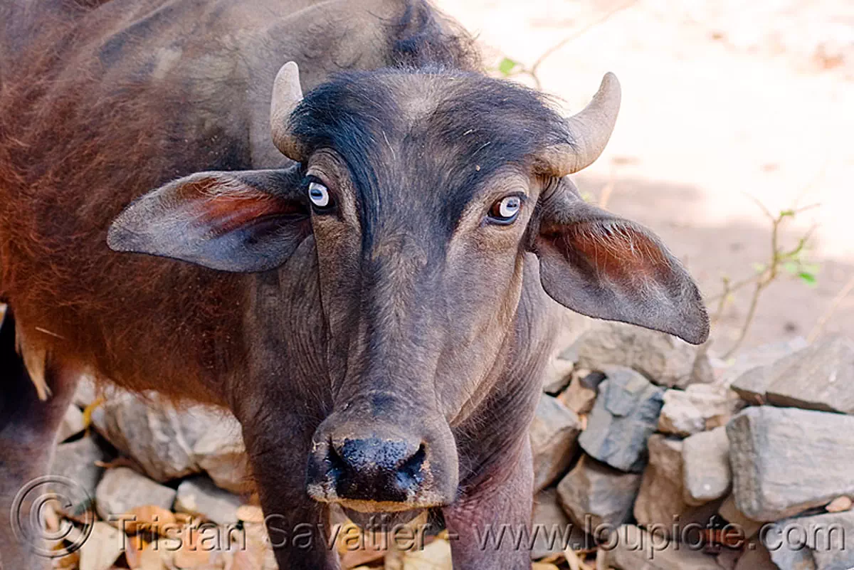 blueeyed water buffalo