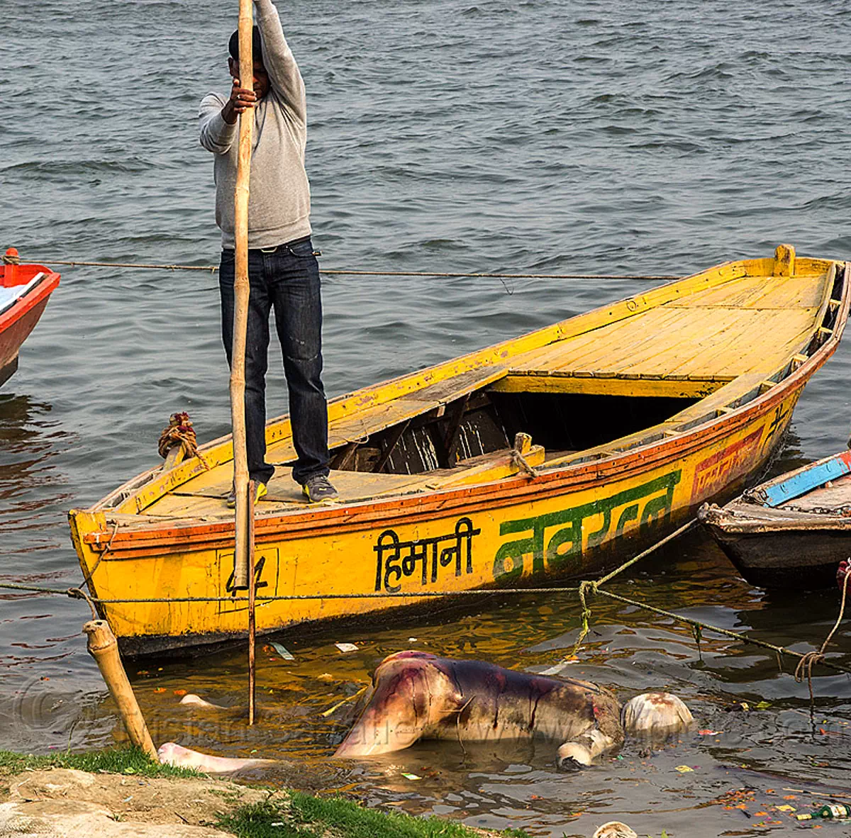 boatman moving decomposed cadaver floating on the ganges river (india), bloated, blood, cadaver, corpse, dead, death, decomposed body, decomposing, floating, ganga, ganges river, hindu, hinduism, human remains, man, paddle, putrefied, river boat, varanasi, yellow