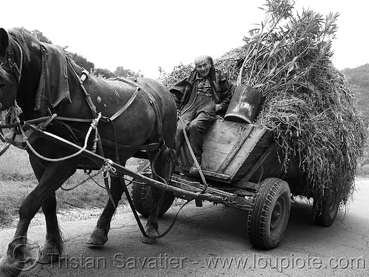 bulgarian peasant, horse cart, bulgaria