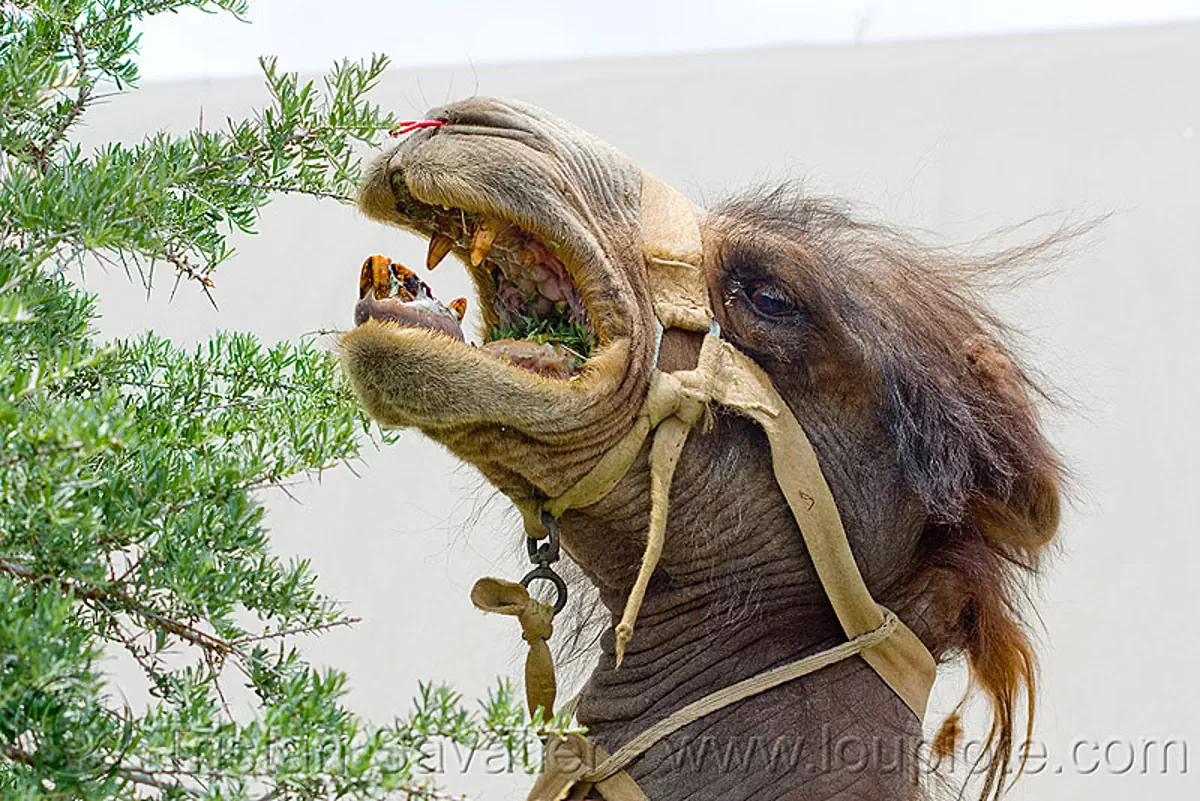 camel eating bush - teeth - harness, camel herd, canines, double hump camel, hundar, india, ladakh, nubra valley, teeth