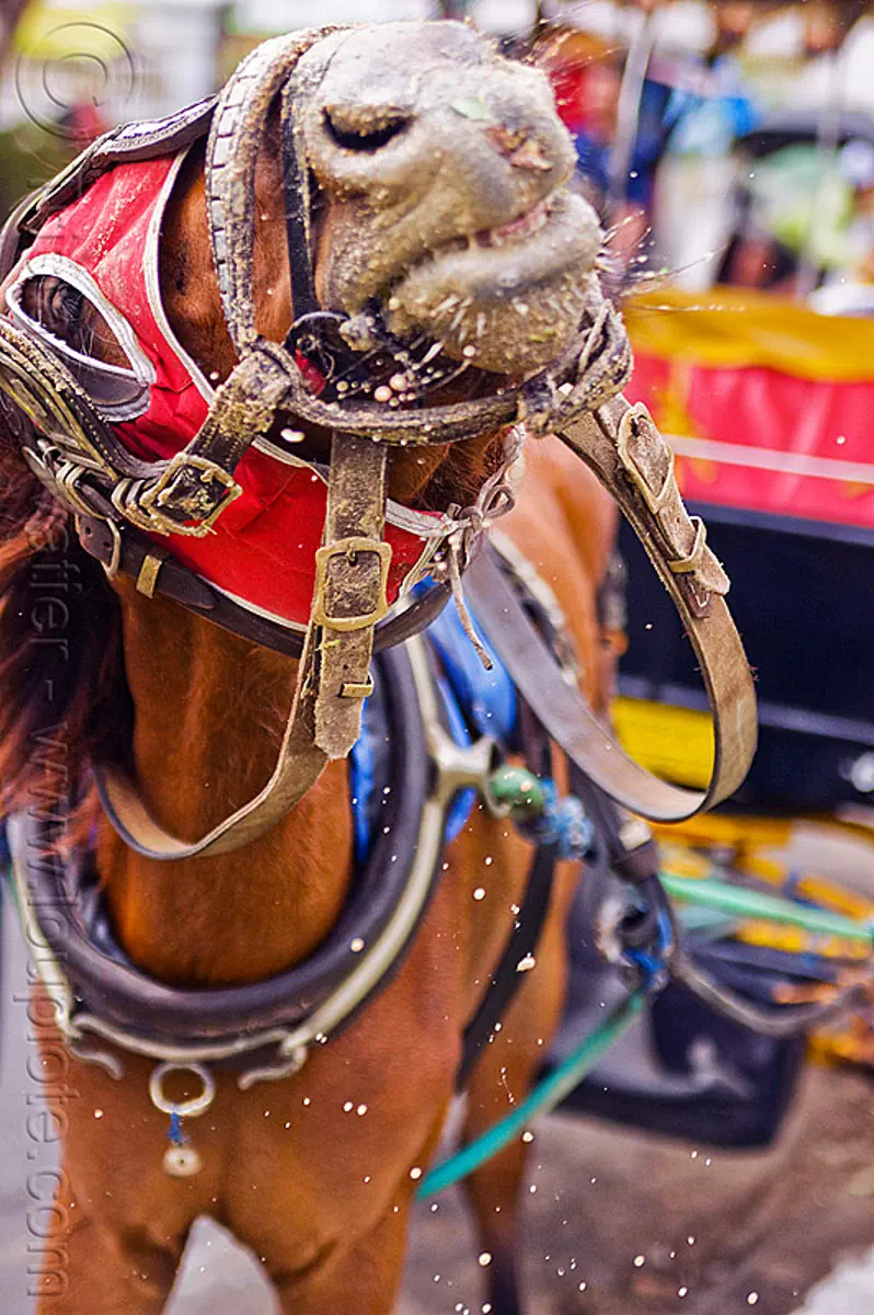 carriage horse - yogyakarta (indonesia), draft horse, draught horse, horse bridle, horse harness, horse mask, horse snout