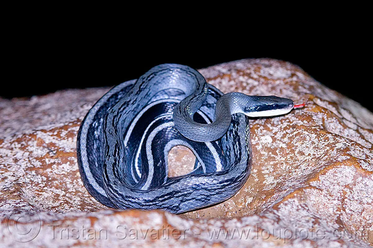 cave racer snake, elaphe taeniura grabowskyi, borneo