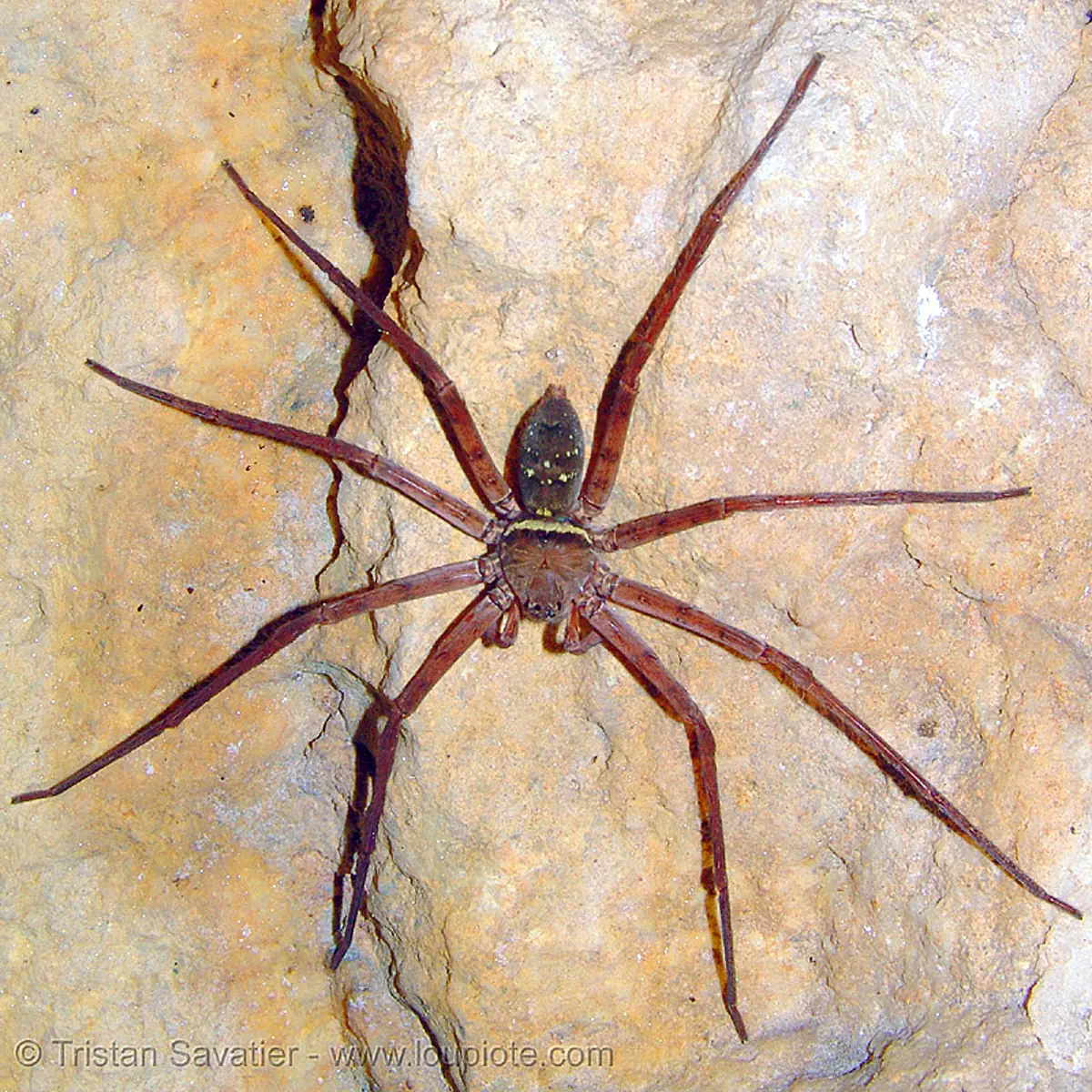 cave spider, huntsman spider, sparassidae