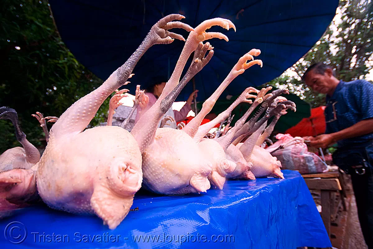 chickens on the market - luang prabang (laos), chicken feet, chicken legs, chickens, laos, luang prabang, poultry