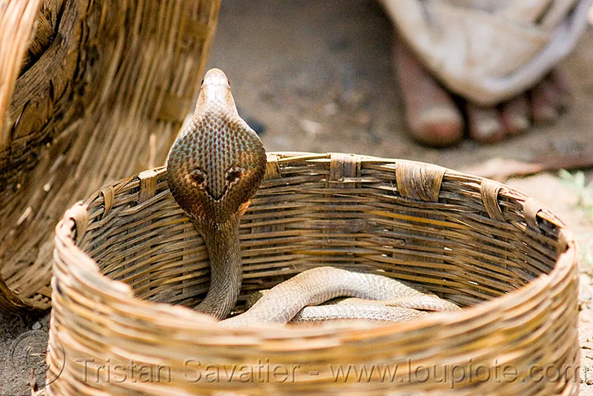 cobra snake in basket, india | Stock Photo #3722107698