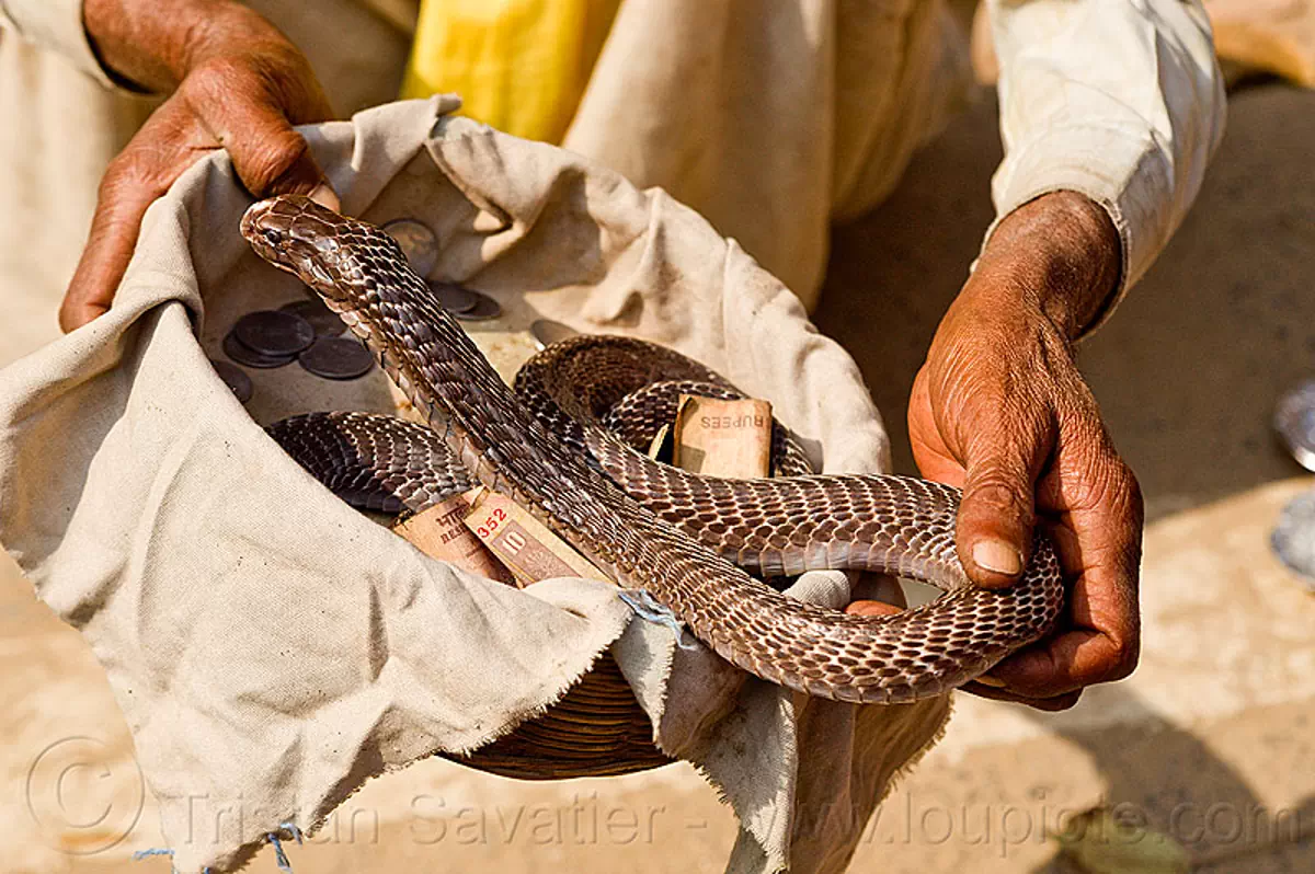 cobra snake handler (india), bank notes, basket, cobra, cobre snake, coins, donations, hands, hindu pilgrimage, hinduism, kumbh mela, money, paush purnima, snake charmer, snake handler, street performer