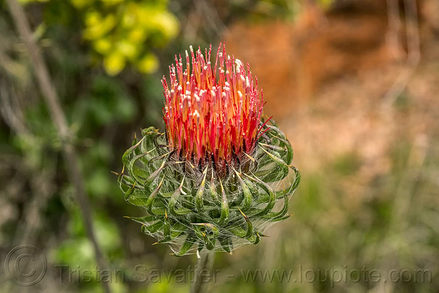 cobweb thistle flower, california