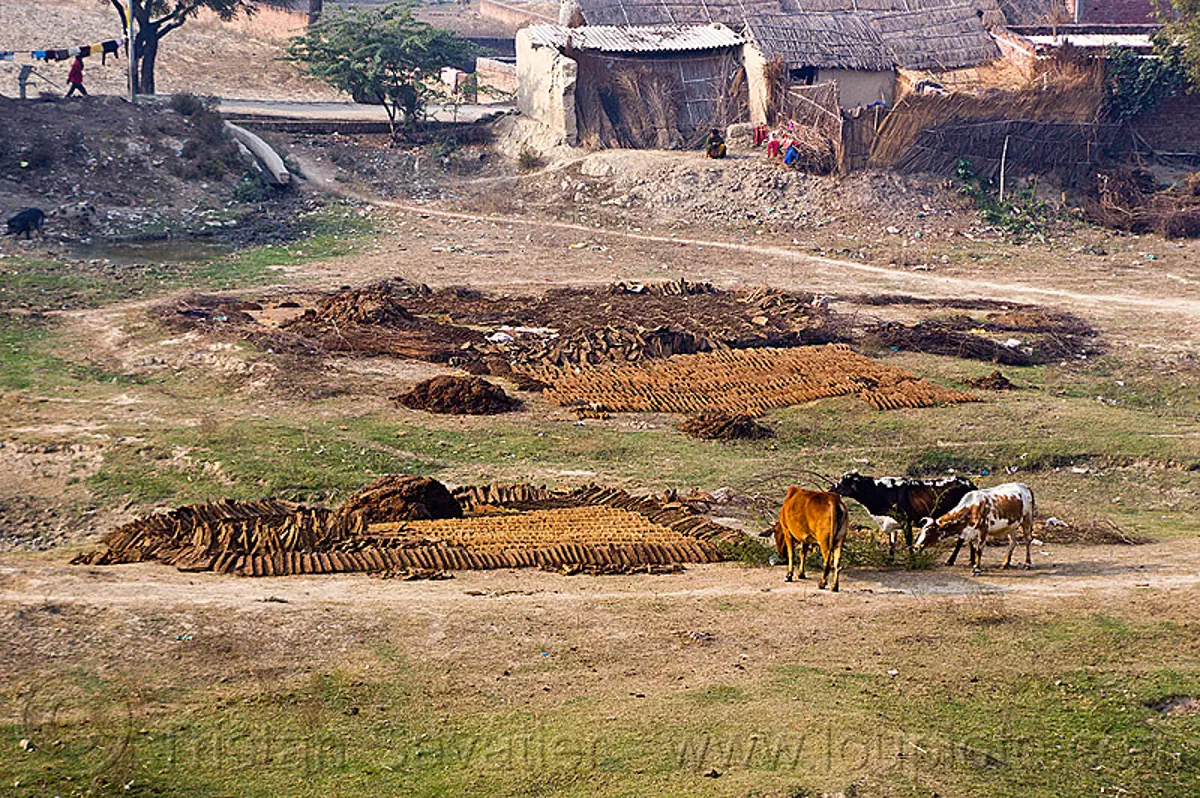 cow dung drying in a field (india), cow manure, cow pats, cow pies, cows, dried cow dung, dry cow dung, drying, field, gobar, india, khande