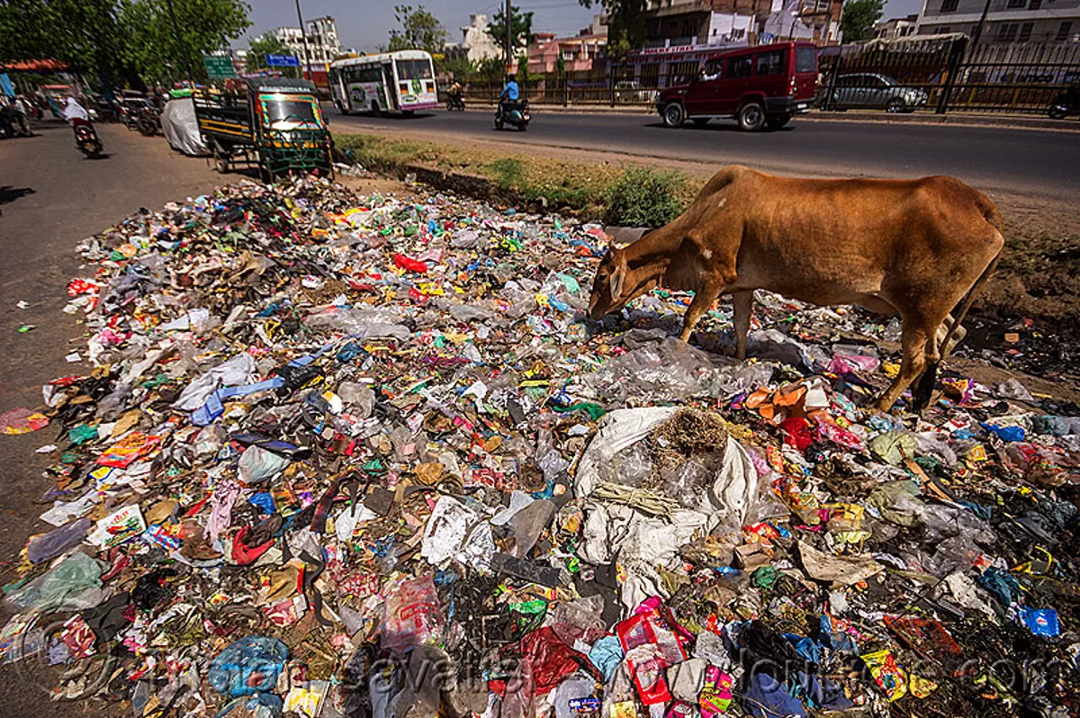 cow looking for food among plastic trash (india), dump, environment, garbage, india, plastic trash, pollution, road, single-use plastics, street cow, traffic