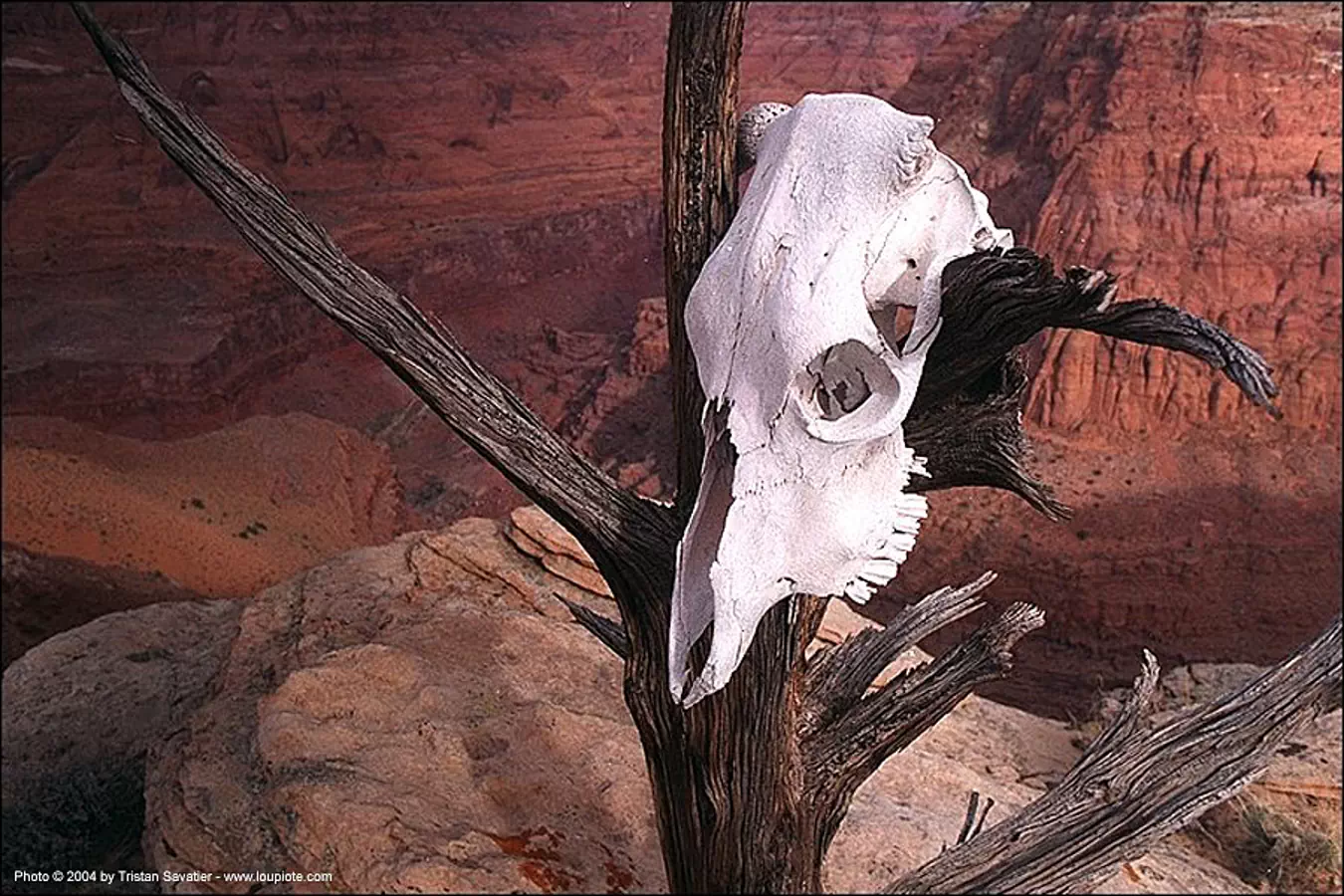 cow skull in desert, paria canyon, utah