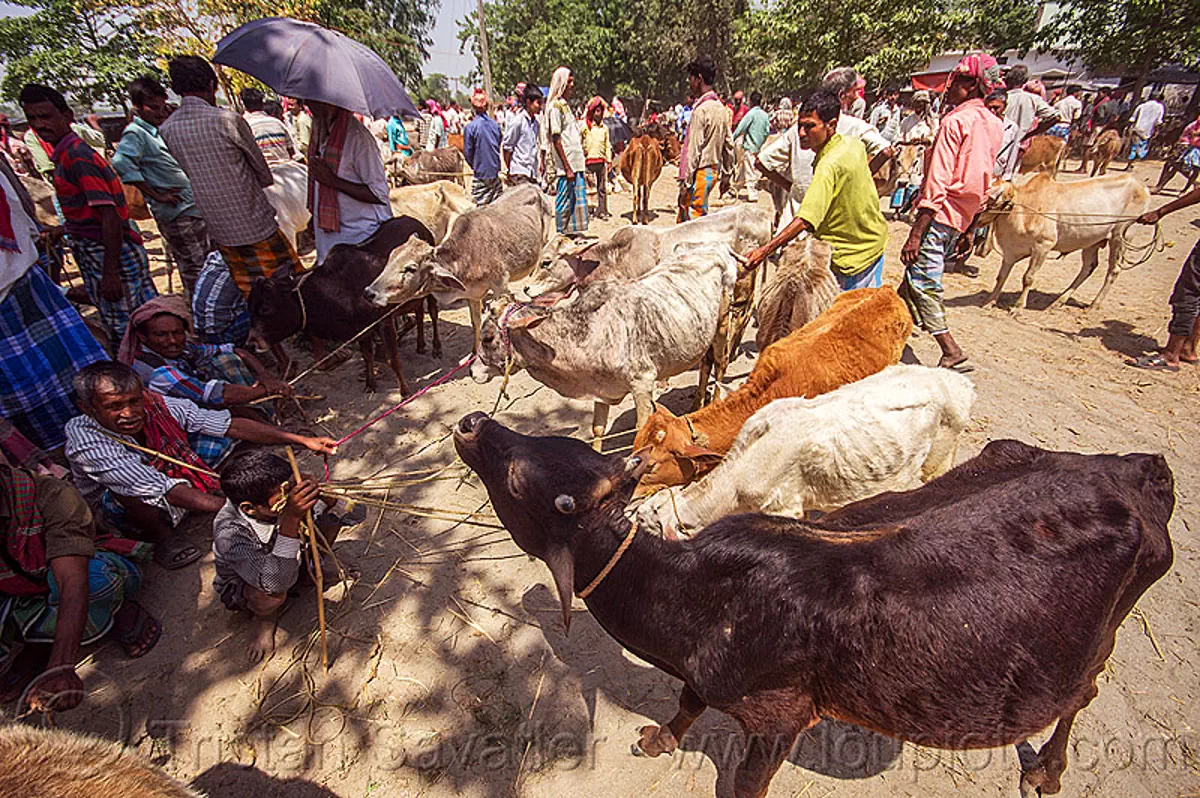 cows on leash at cattle market, india 14989237237